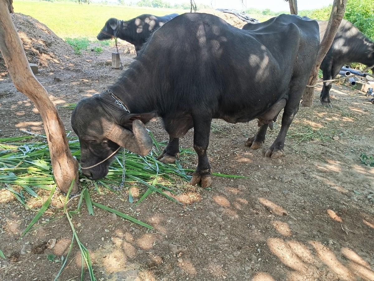 થંબનેલ 2