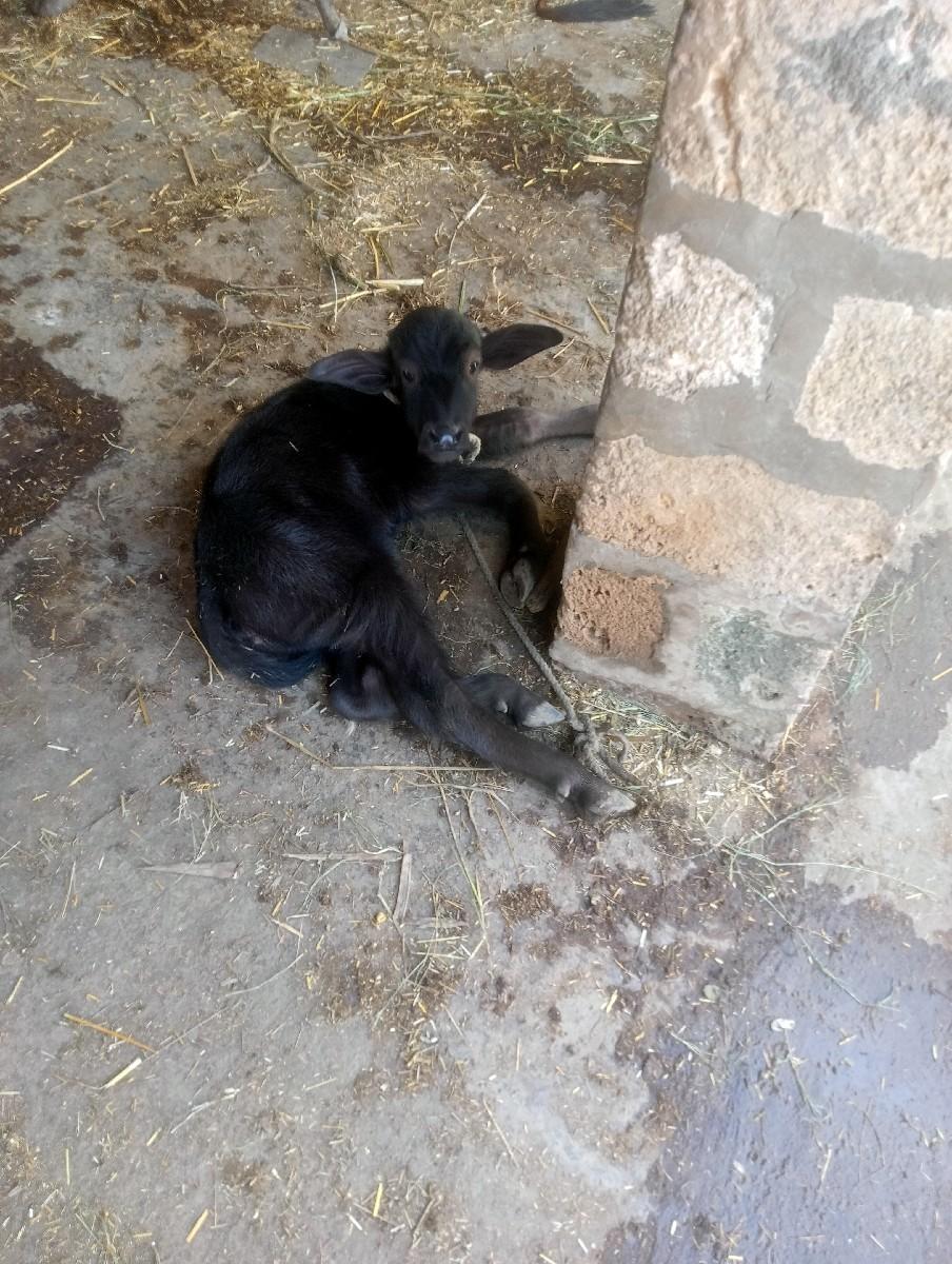 થંબનેલ 3