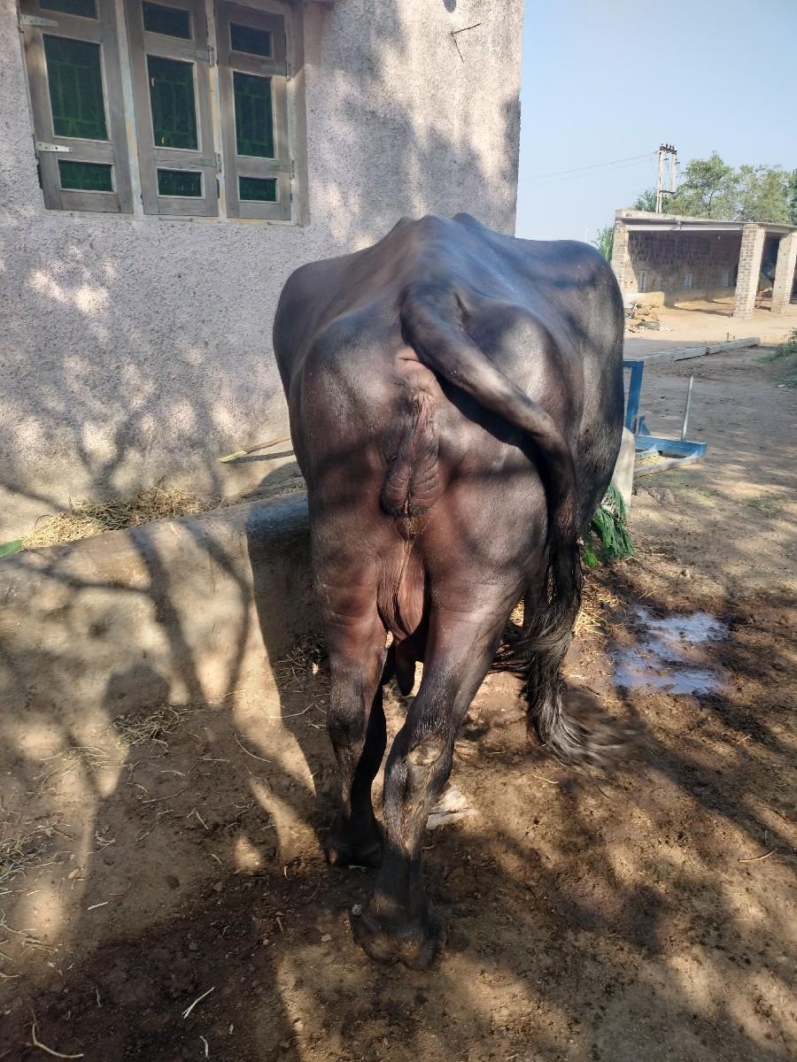 થંબનેલ 2