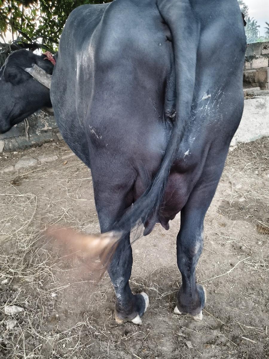 થંબનેલ 2