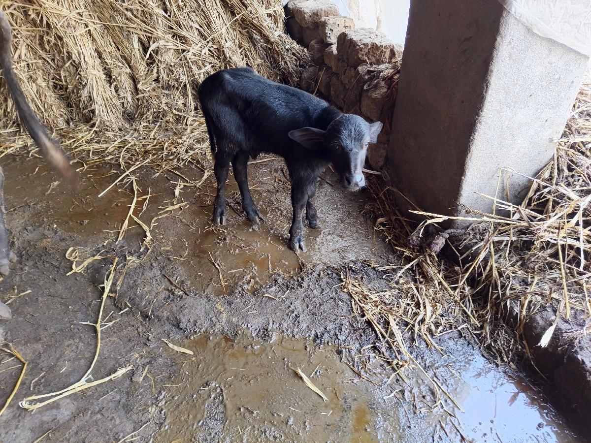 થંબનેલ 2