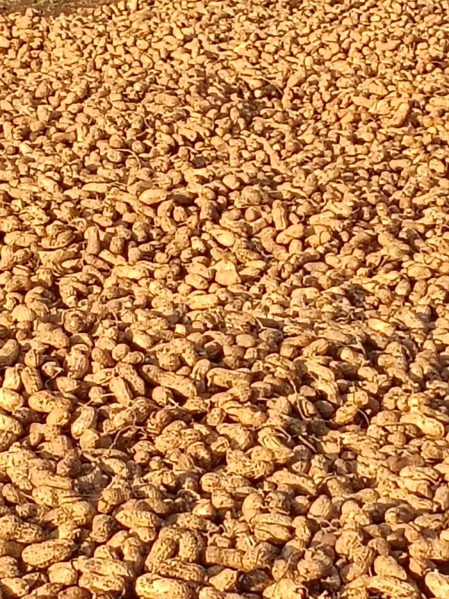 G 20 મગફળી વેસવાની છે