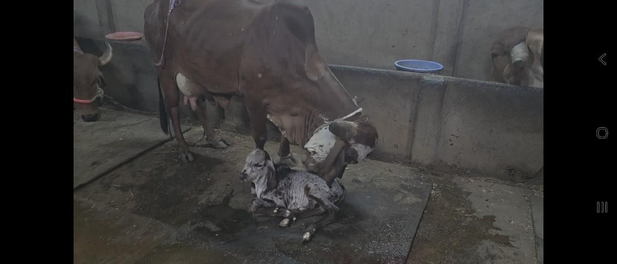 થંબનેલ 2