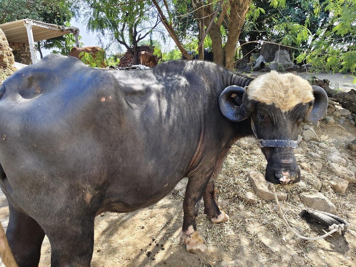 ખણેલી વેચવાની છેએ