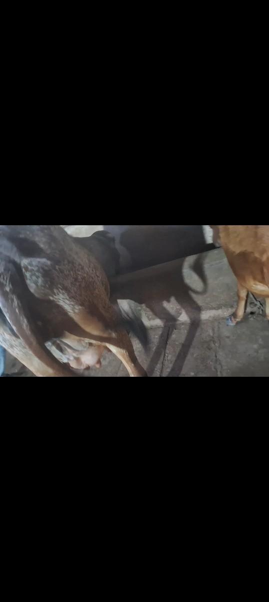 ગીર હોદકી દેવાની chhe