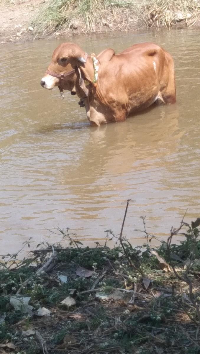 થંબનેલ 3