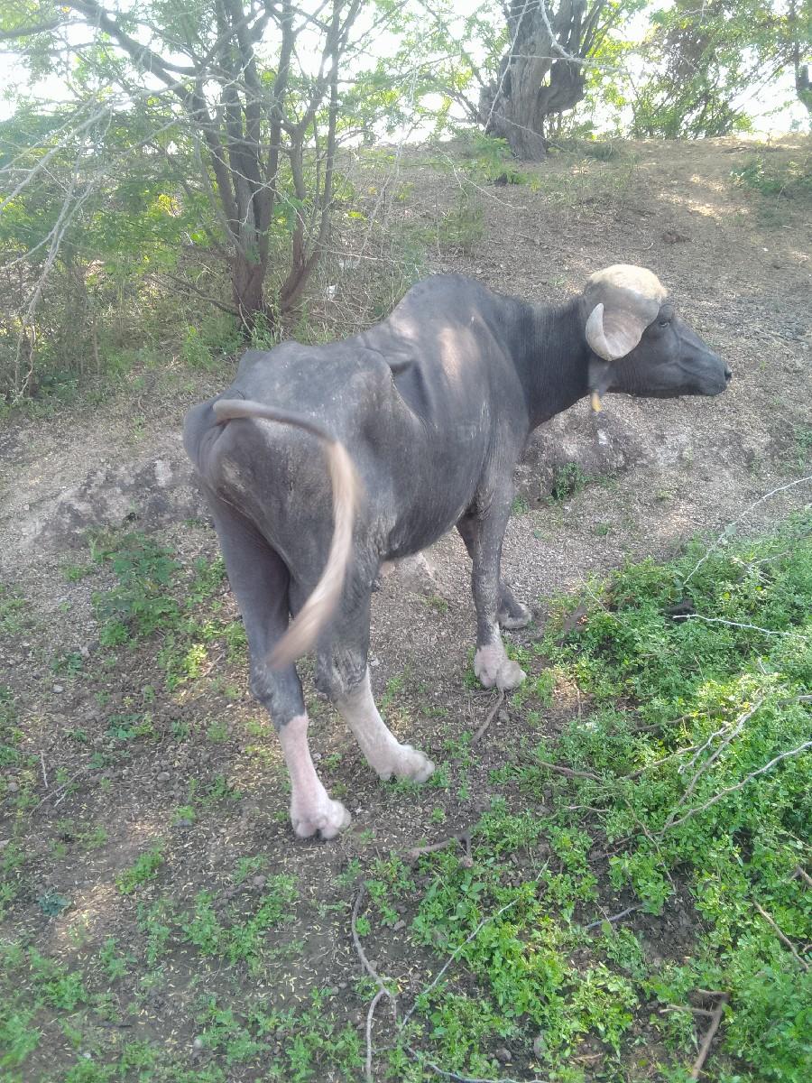 થંબનેલ 2