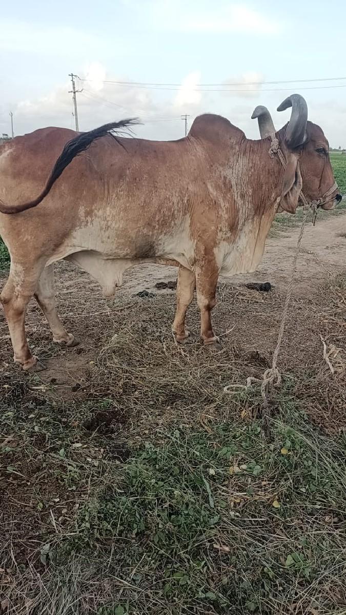 થંબનેલ 2