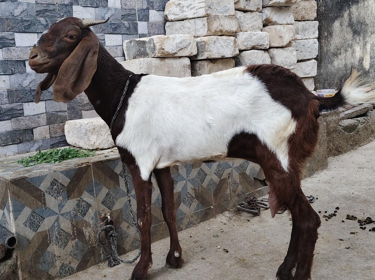 થંબનેલ 2