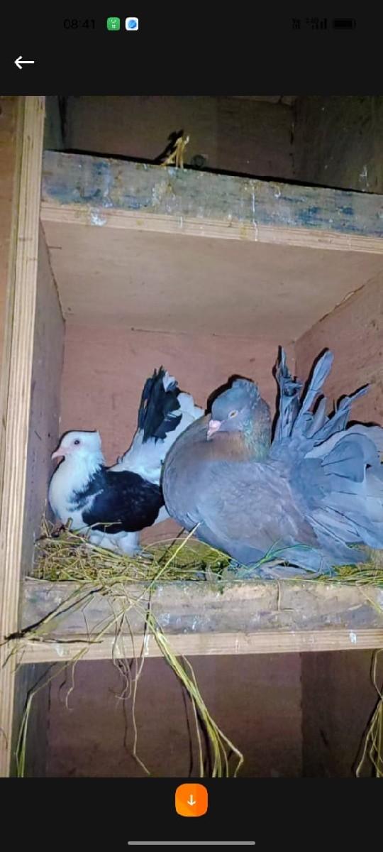 થંબનેલ 3