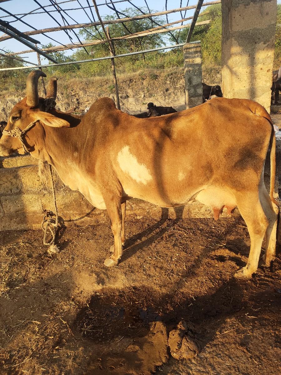 ગાય વેચવાની