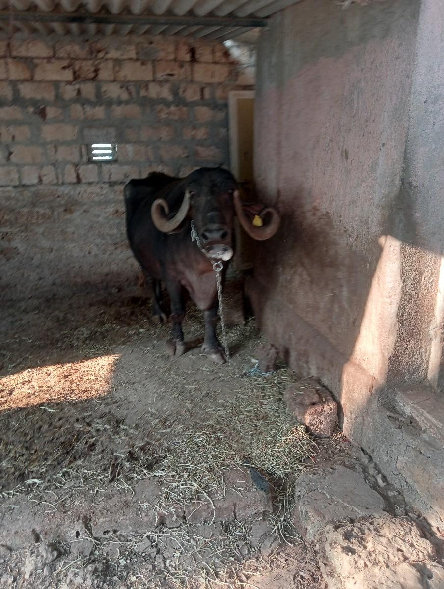 થંબનેલ 3