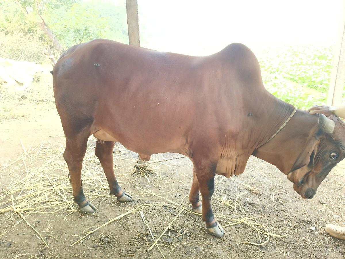 ગાય વેચવાની છે.
