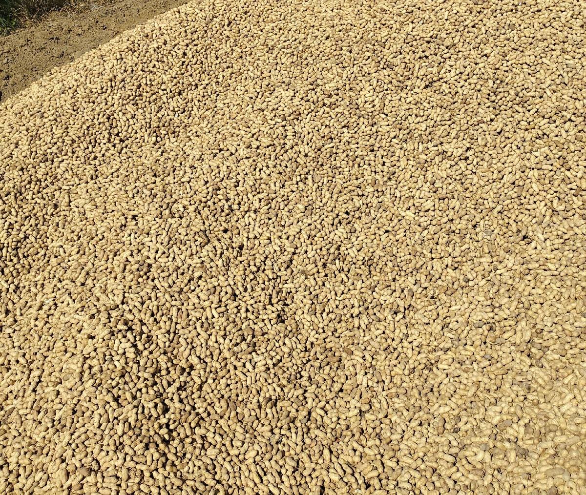 ગિરનાર - ૪  મગફળી બિયારણ