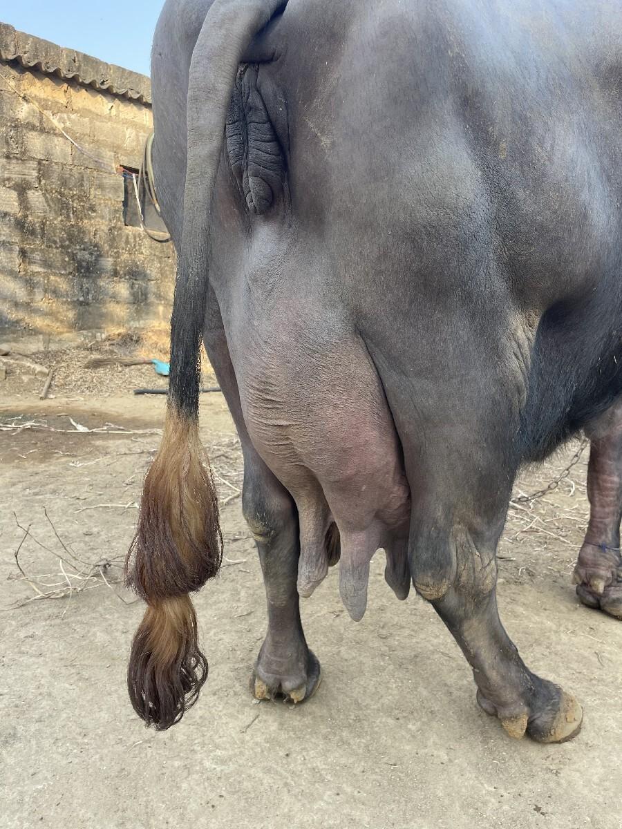 ભેસ વેસવાની છે