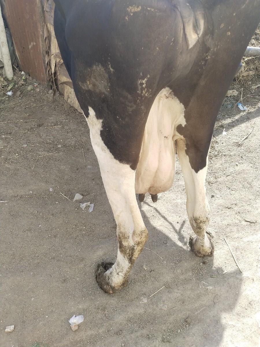 ત્રીજું વેતર બે મહિનાની