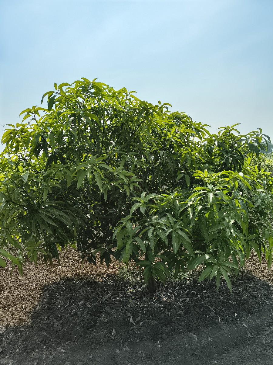 કેસર કેરી ના ઝાડ 6 વર્ષ ના સે