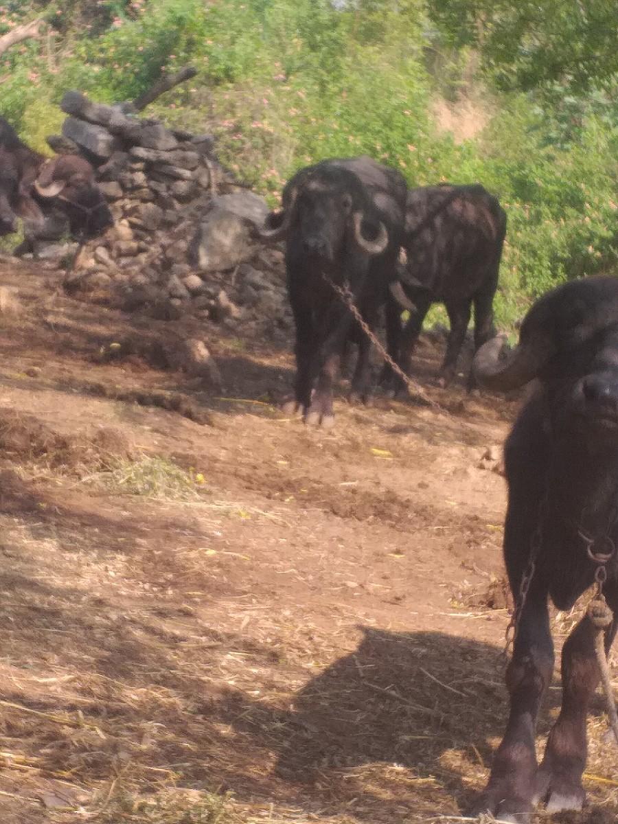 થંબનેલ 2