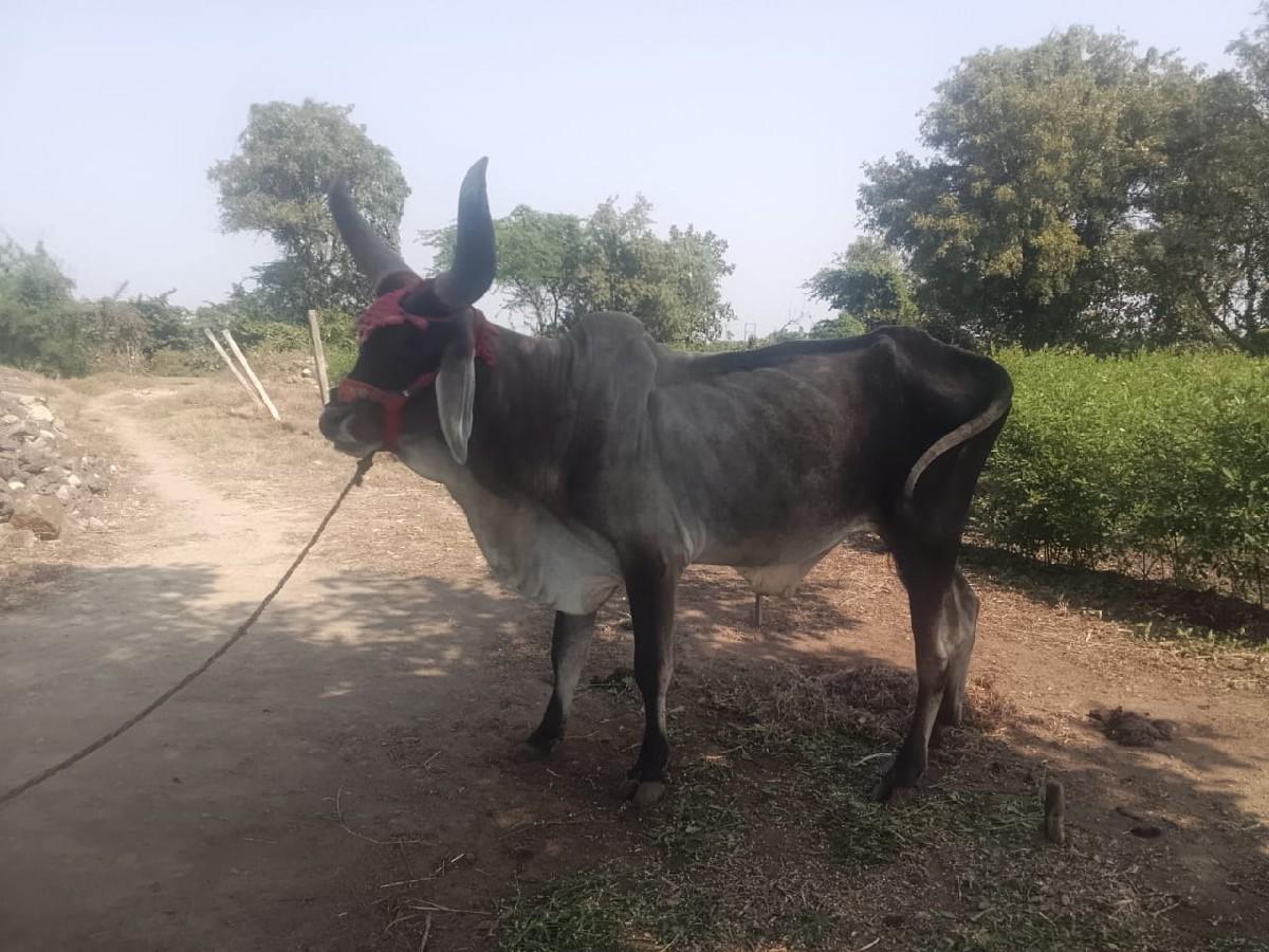 થંબનેલ 3