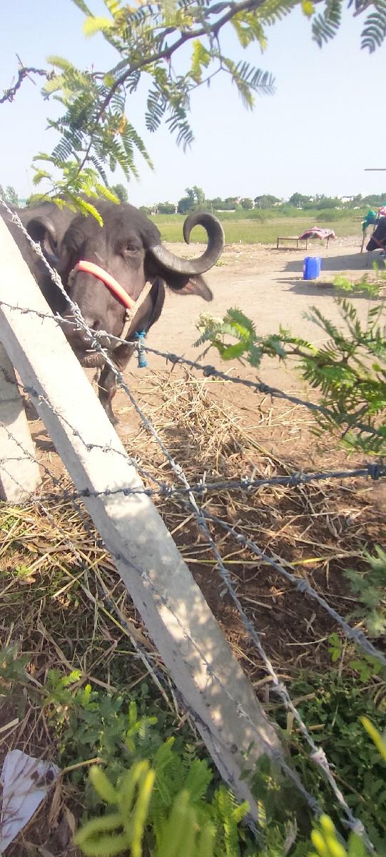 થંબનેલ 2