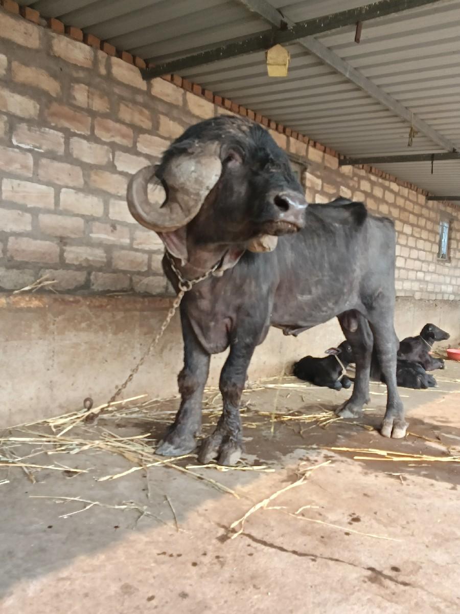 પાડો વેંચવાનો છે