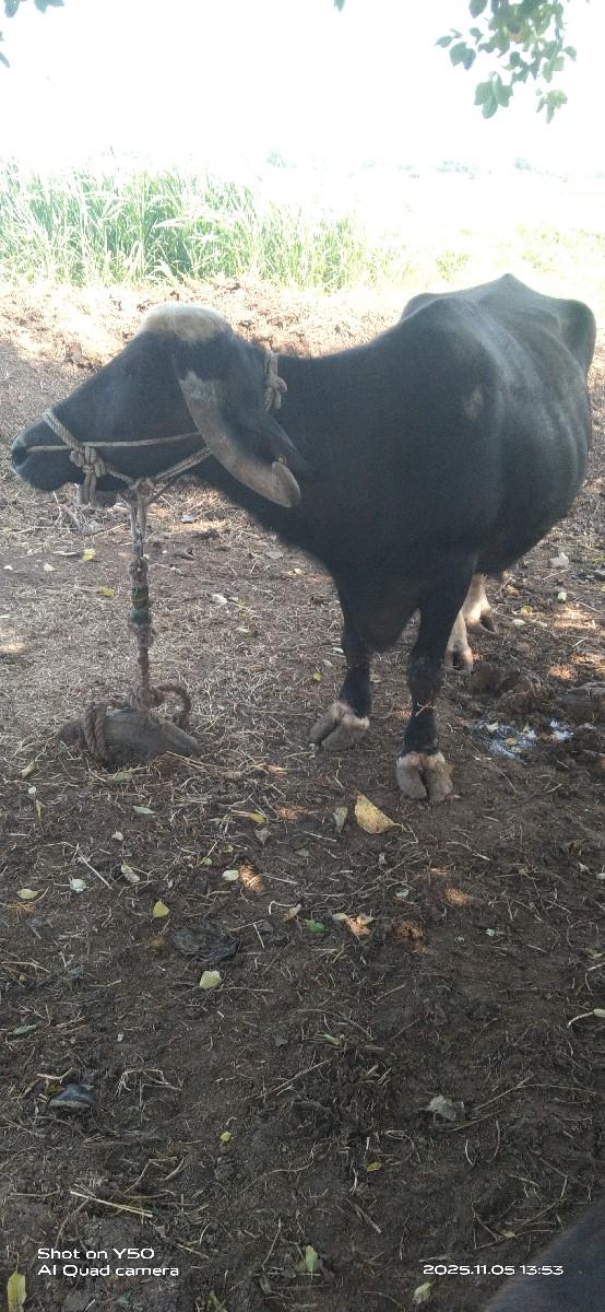 ભેંસ વેચવાની છે