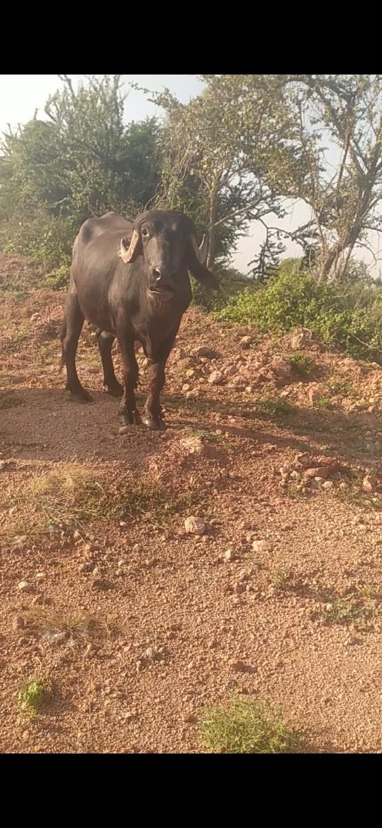 devbhumi Dwarka Jila Taluka Kalyan