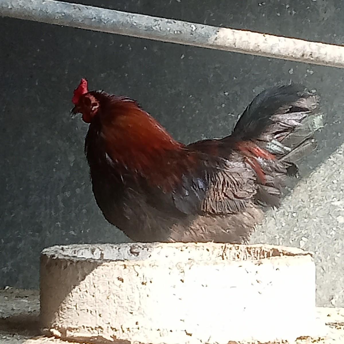 થંબનેલ 2