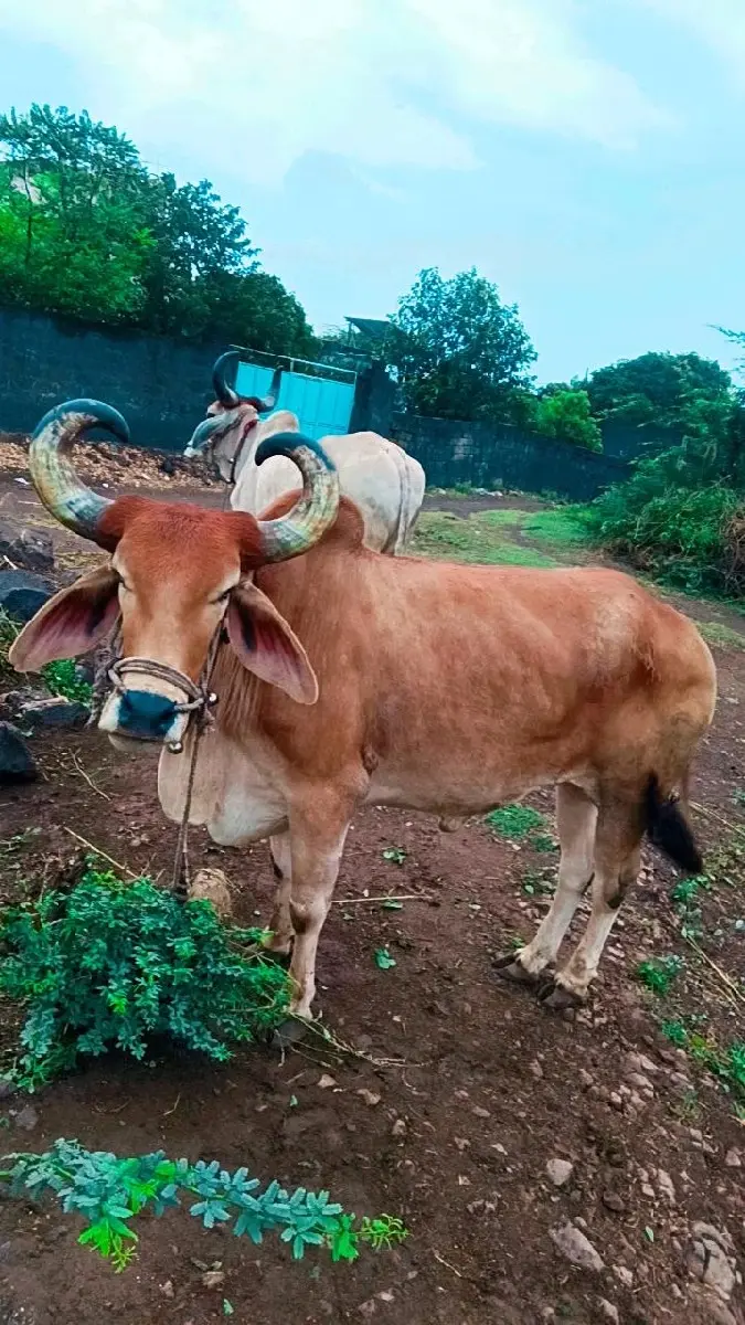 રાજુભાઈદેવીપુજક