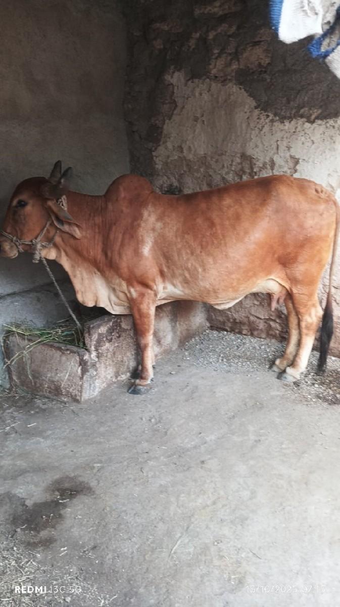 થંબનેલ 3