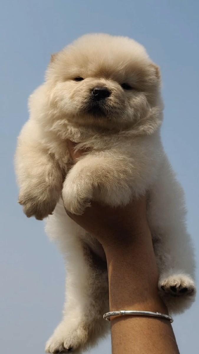 chow chow female