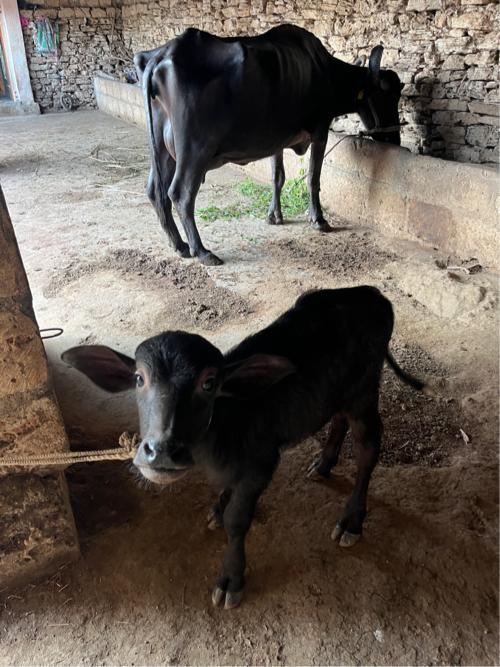 થંબનેલ 2