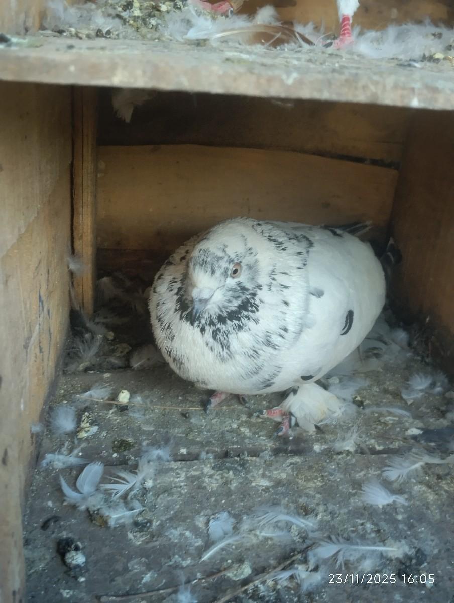 થંબનેલ 3