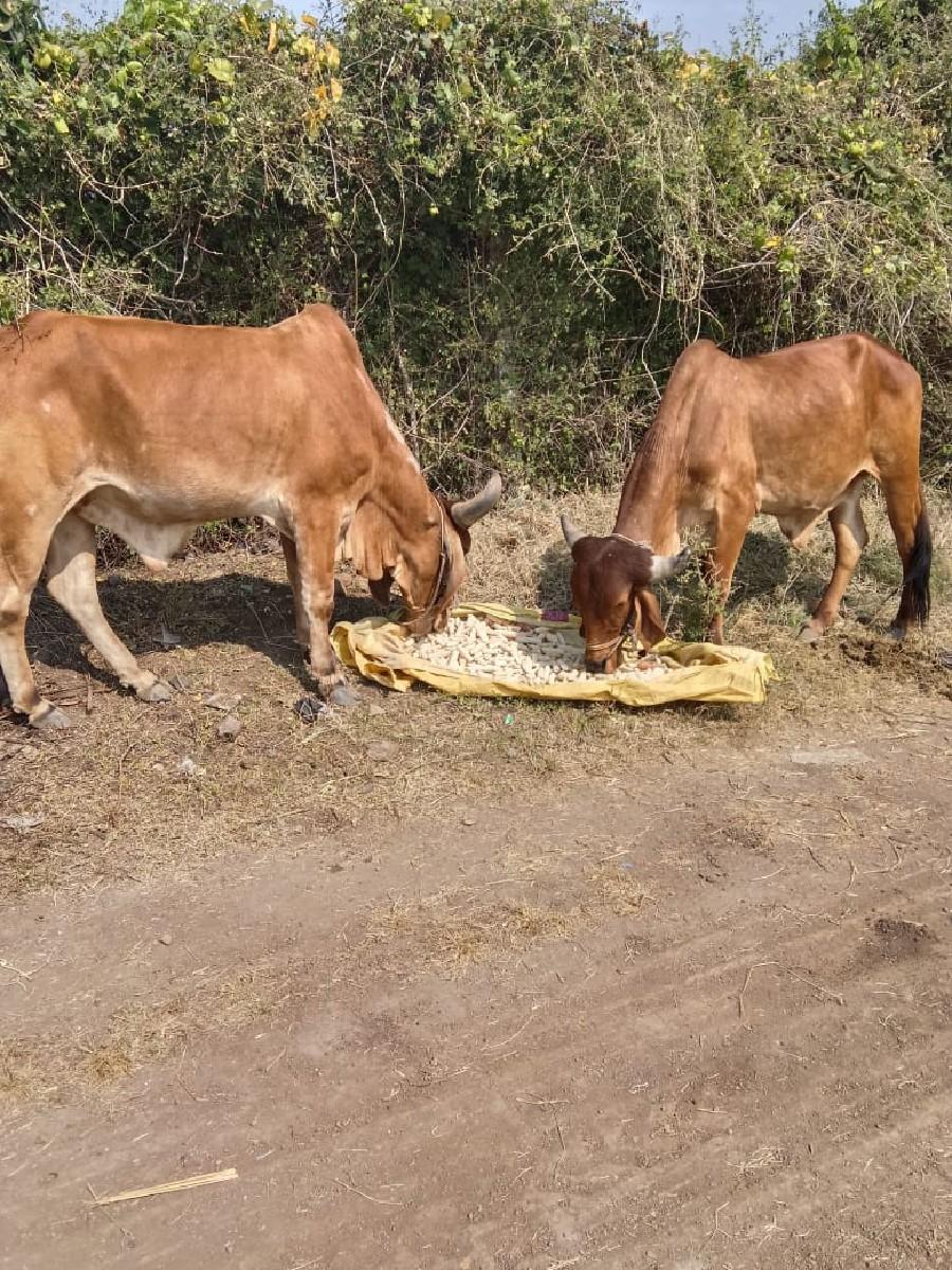 થંબનેલ 3