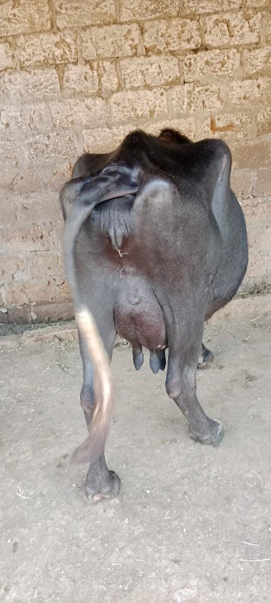 થંબનેલ 2