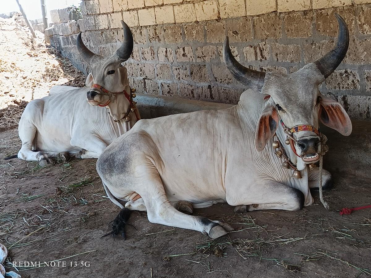 થંબનેલ 3