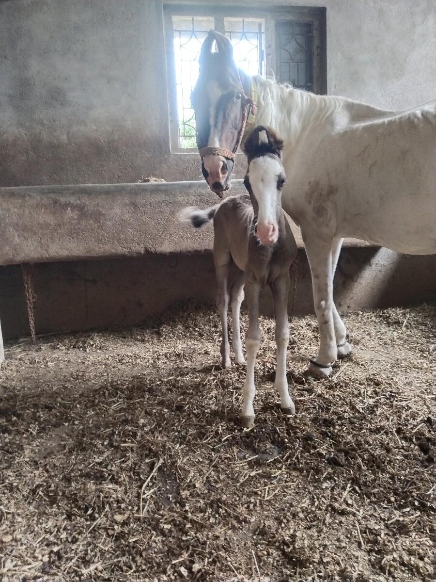 વસેરો વેચવા નો છે