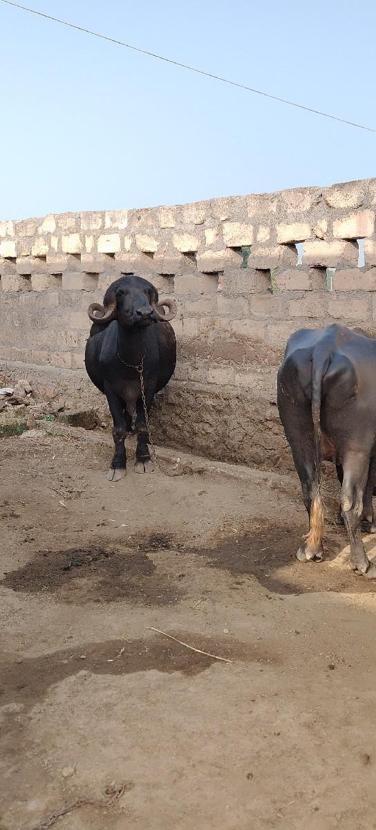 થંબનેલ 3