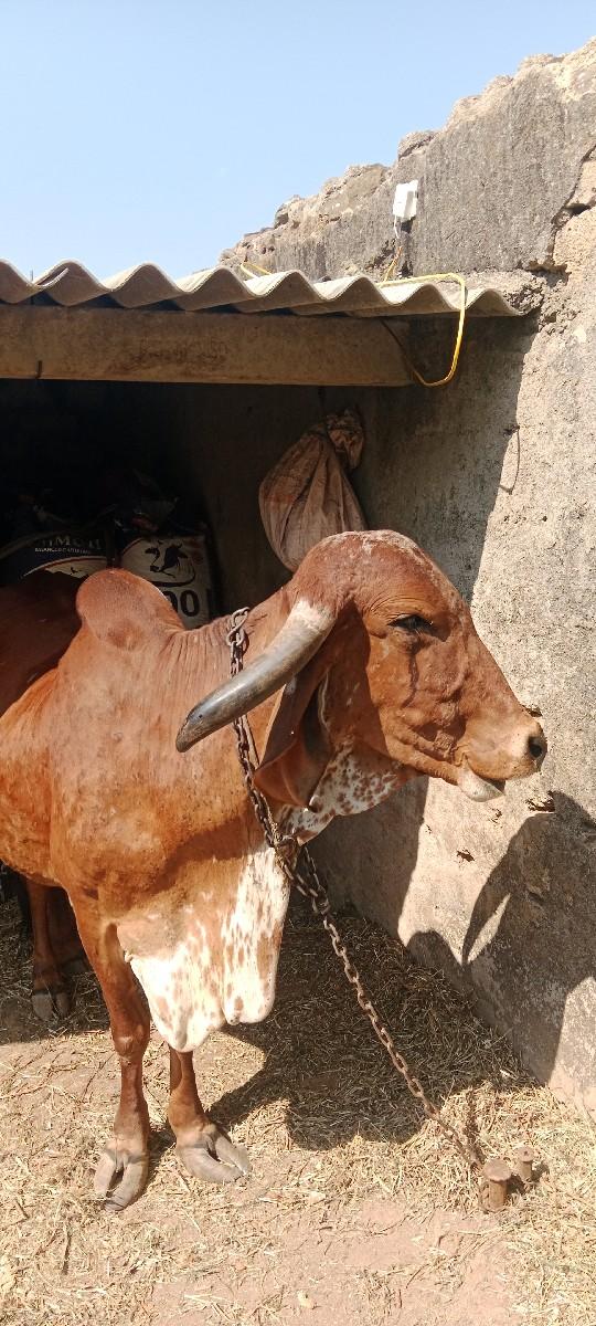 ગીર ગાય વેચવાની છે