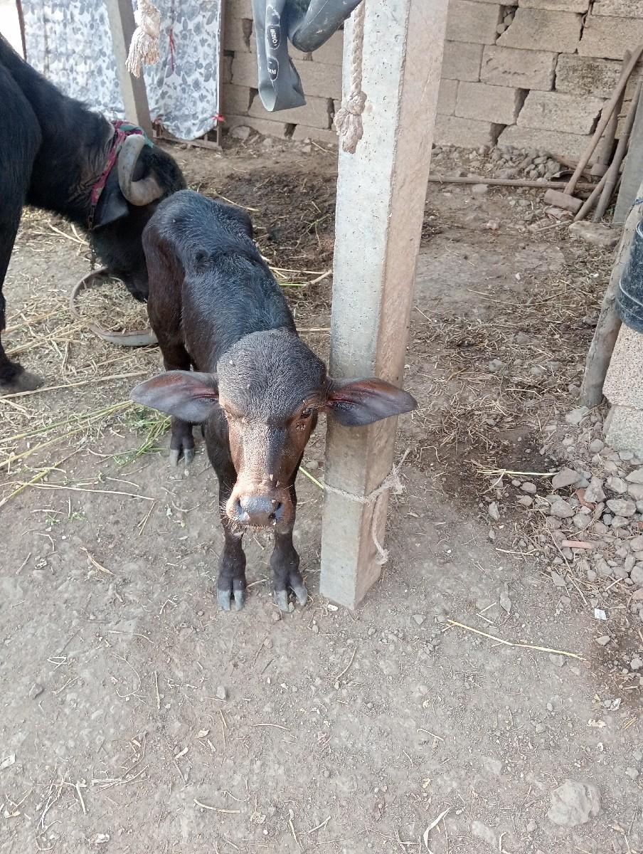 વીસ દિવસની છે સાથ સાથ લિટર દૂધ આવે