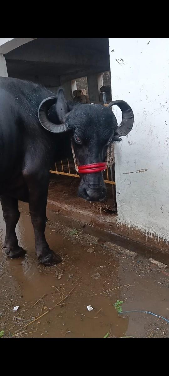 થંબનેલ 3