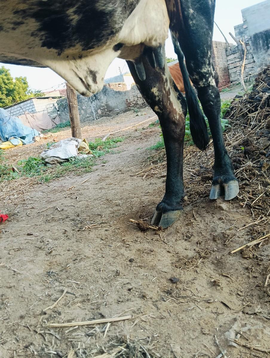 થંબનેલ 3