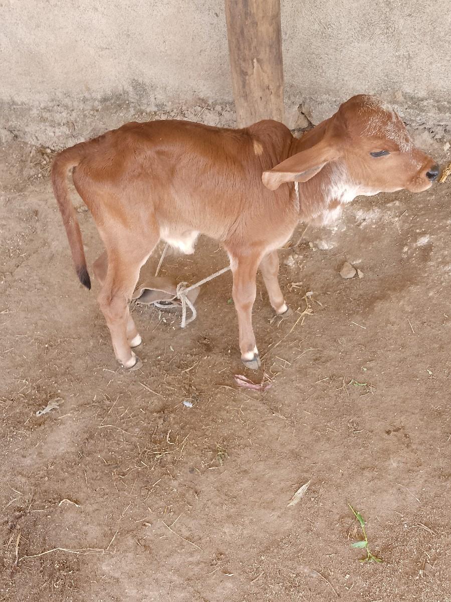 થંબનેલ 3