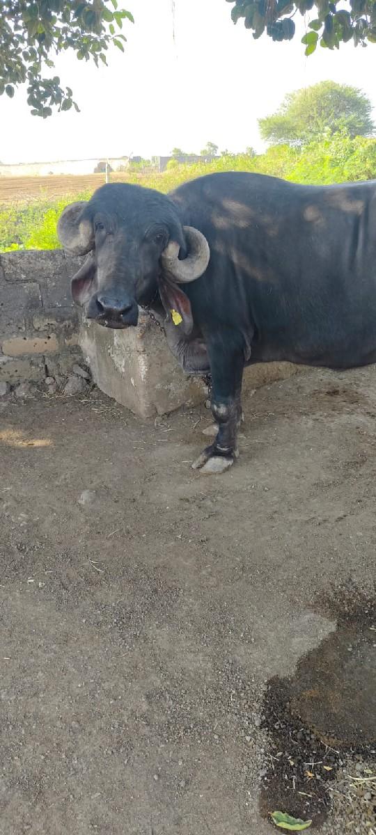 થંબનેલ 3