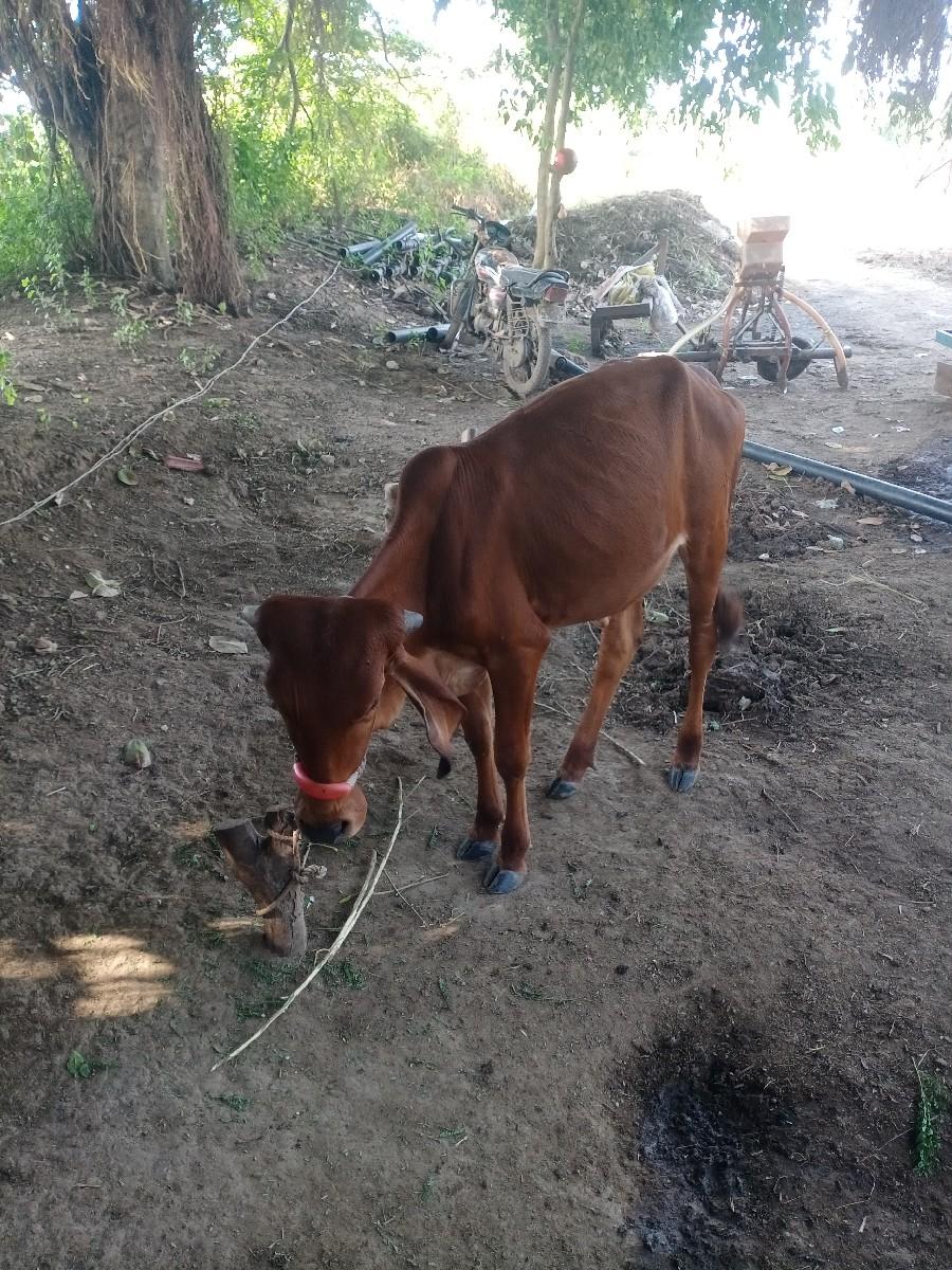 થંબનેલ 3