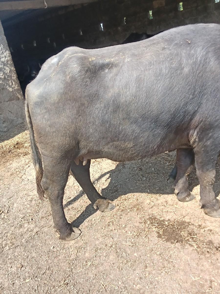 થંબનેલ 3