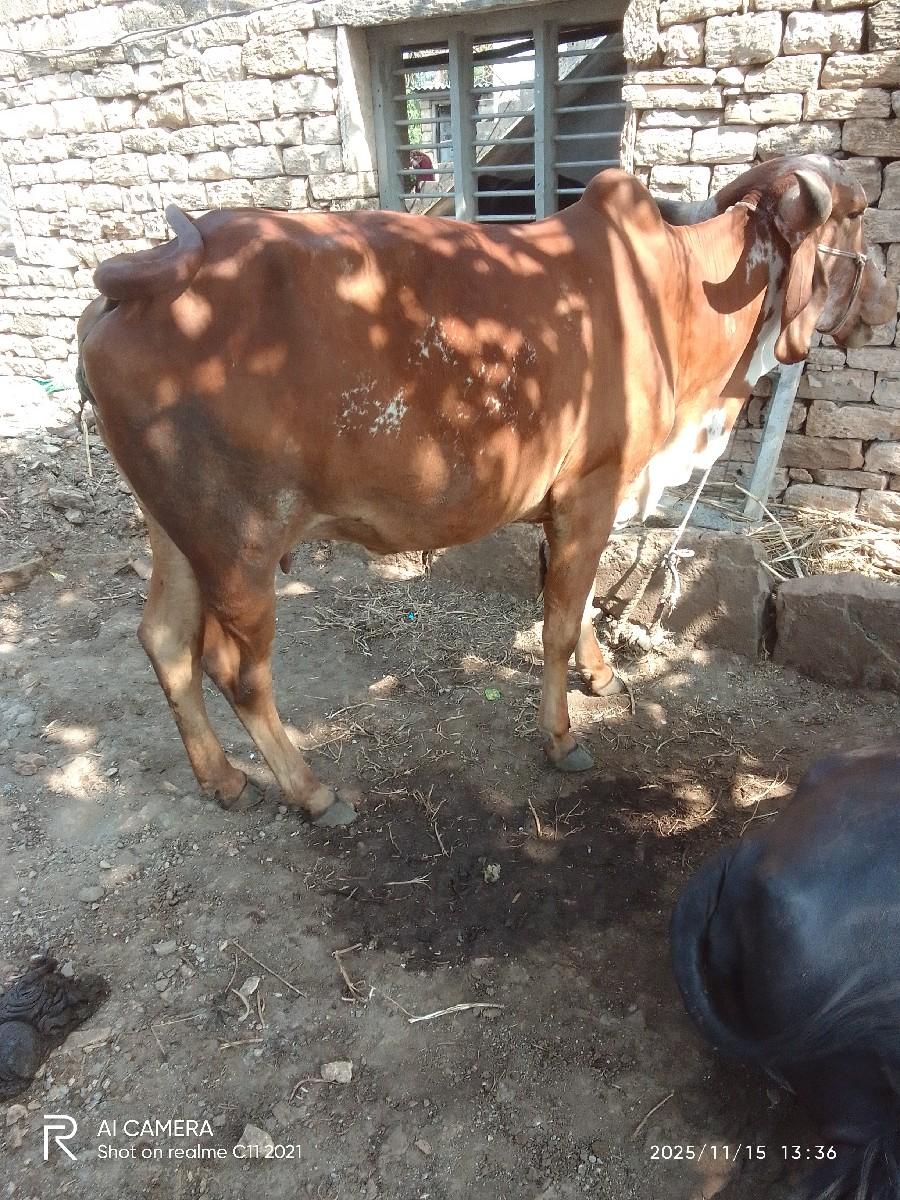 થંબનેલ 2