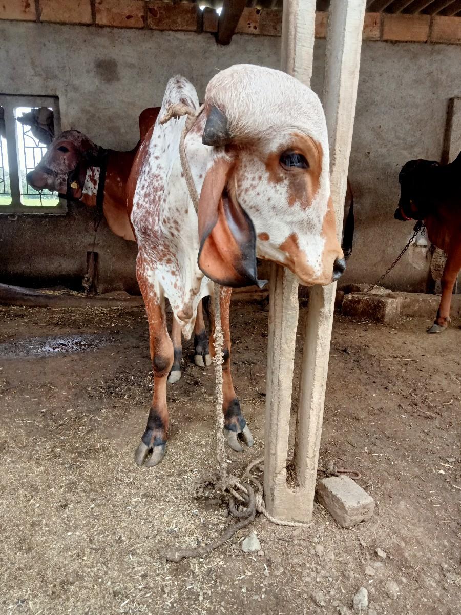 થંબનેલ 3