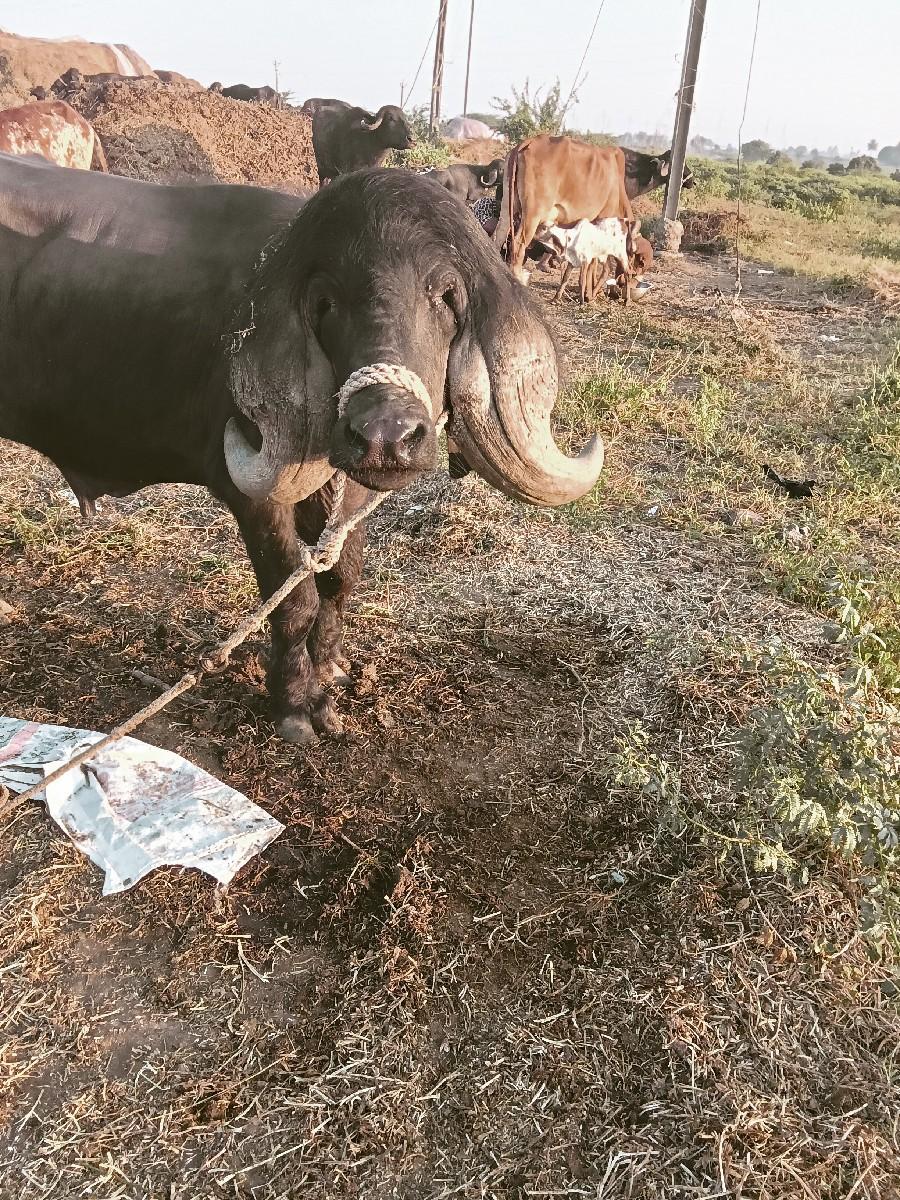 થંબનેલ 3