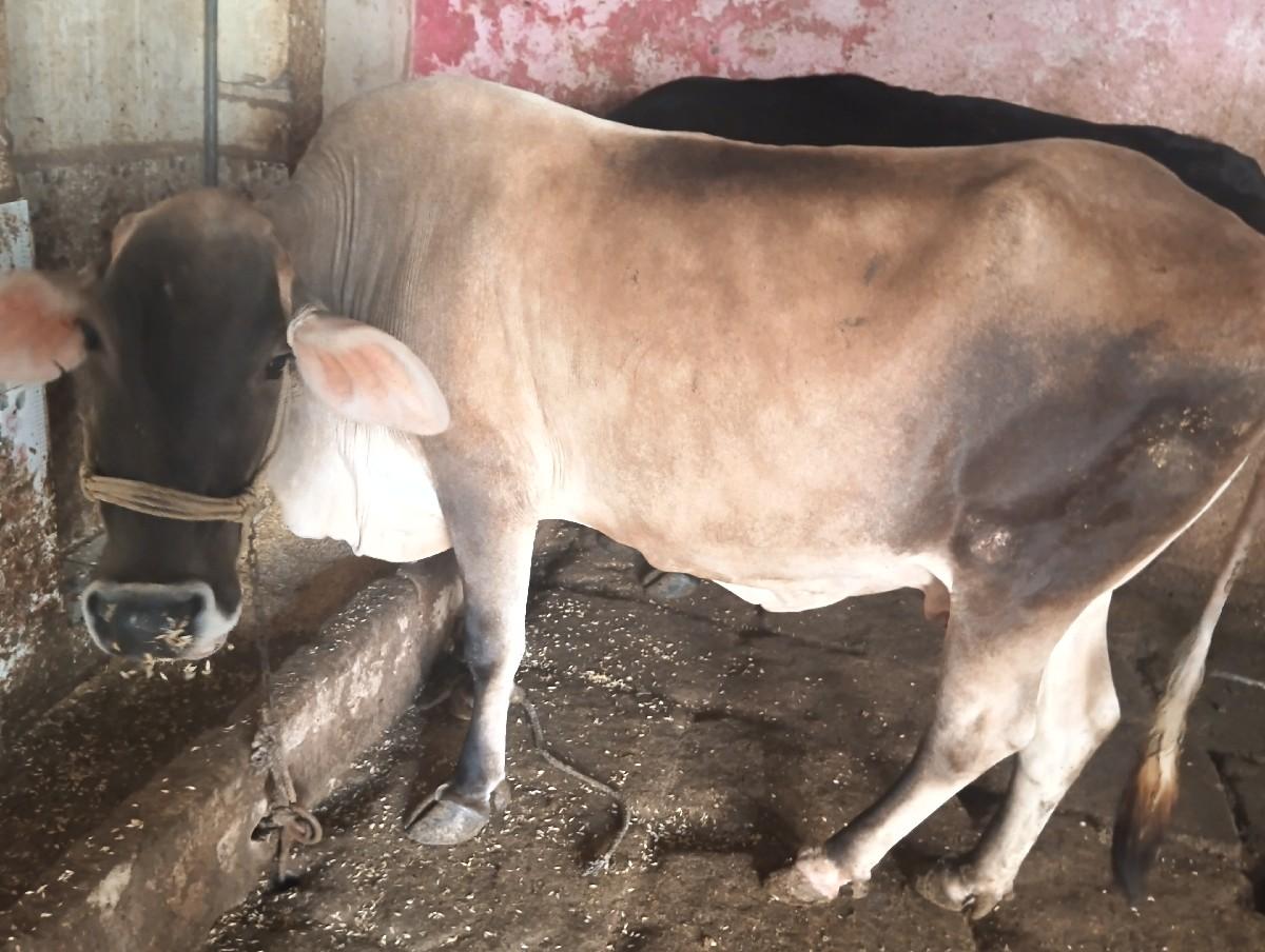 જરસી  ઞાય વેચવાનીછે